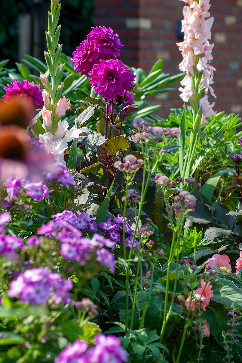 bloeiende zomerbollen - dahlia's - gladiolen