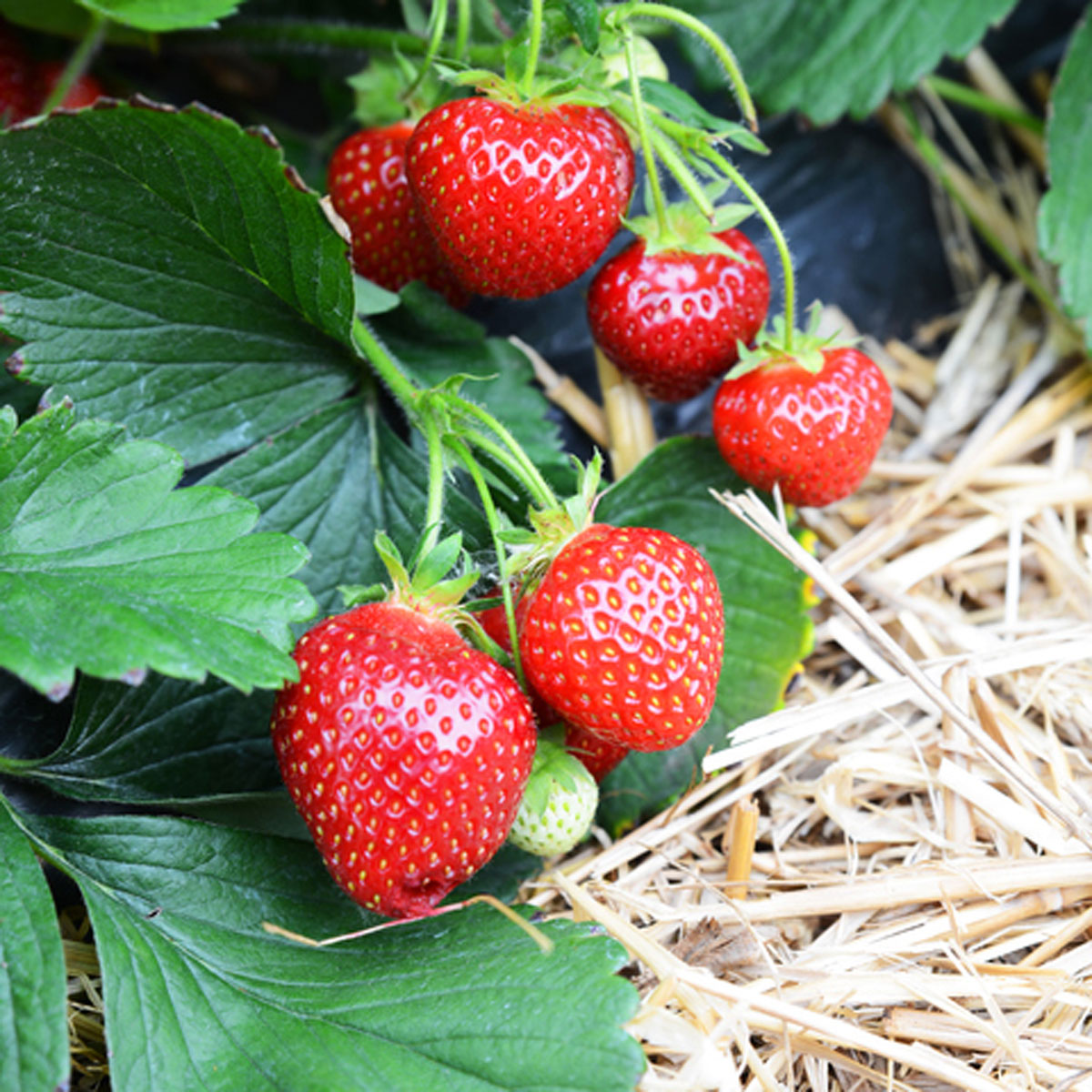 zomerfruit - aardbei