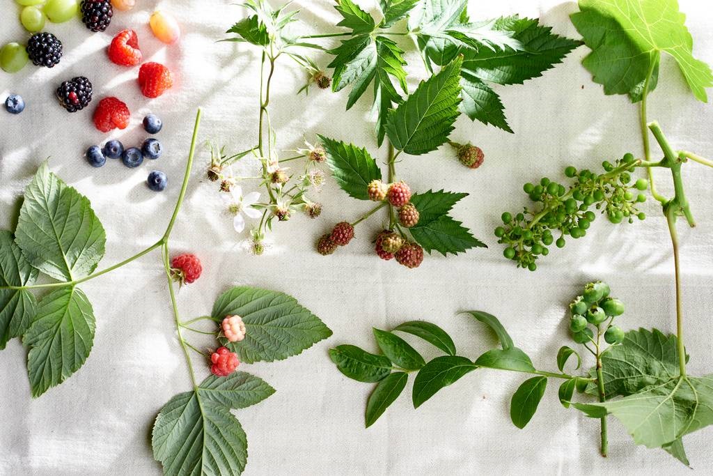 zomerfruit