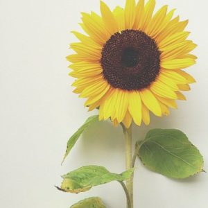 zonnebloemen