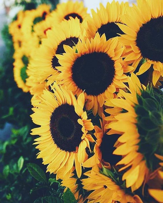 zonnebloemen