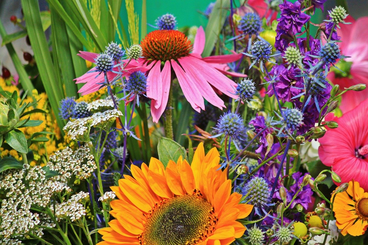 zonnehoed echinacea als snijbloem