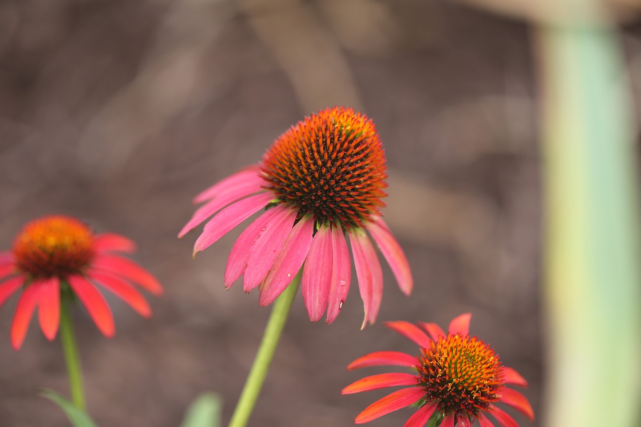 zonnehoed echinacea