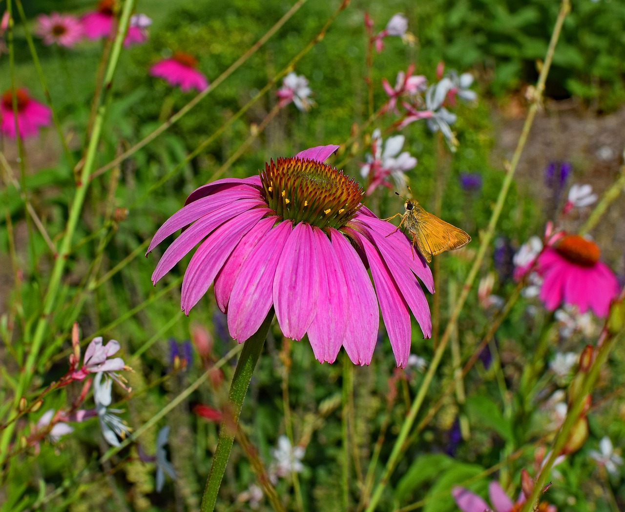 zonnehoed echinacea