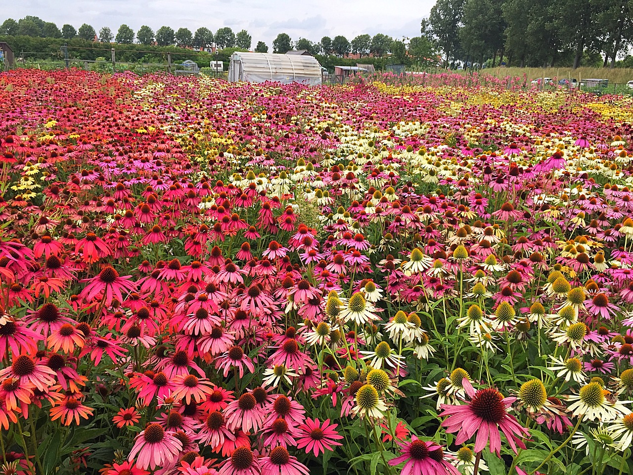 kleuren zonnehoed echinacea