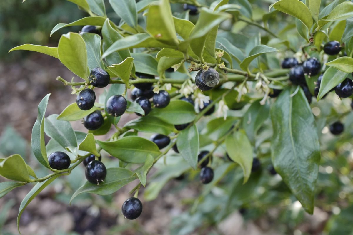 vleesbes Sarcococca