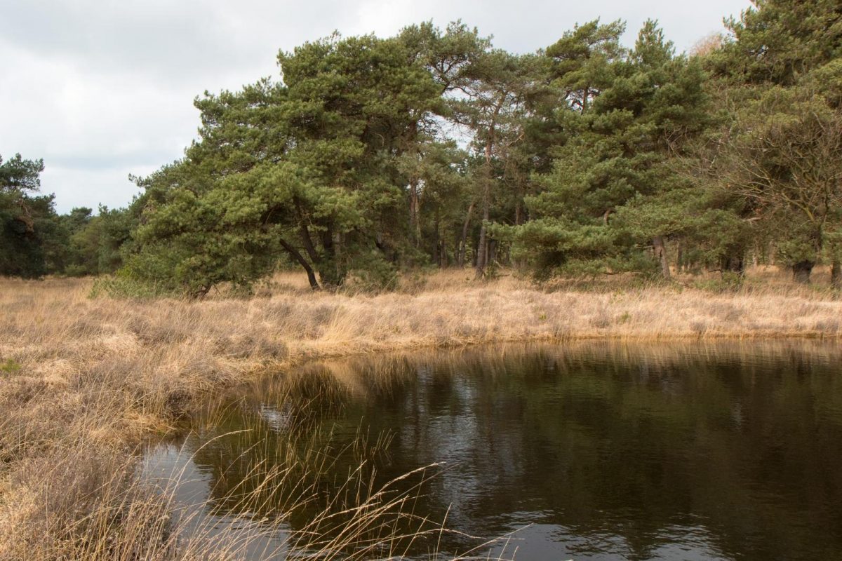 Boetelerveld