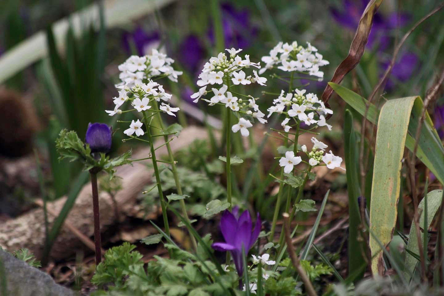 Kaukasische look-zonder-look