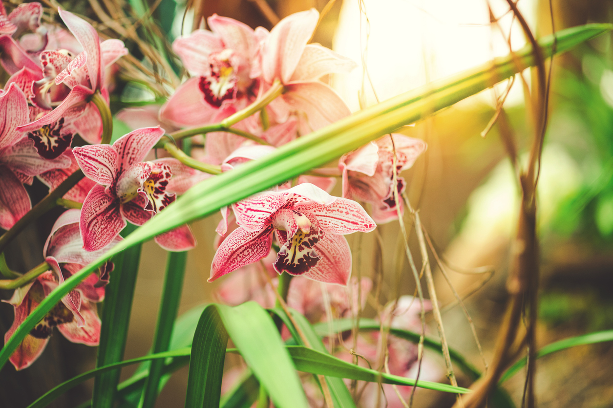 Cymbidium