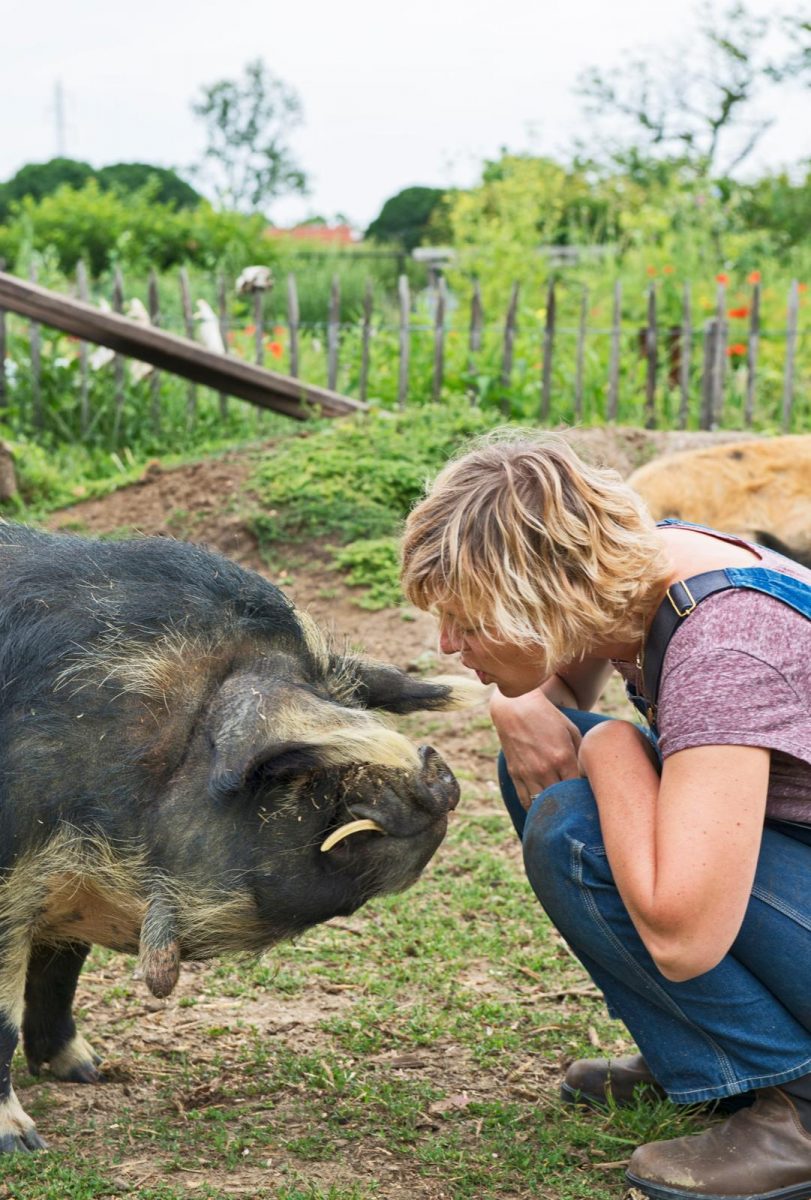 kune kune-varkens