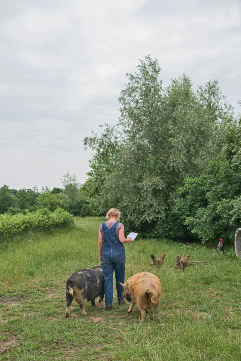 kune kune-varkens