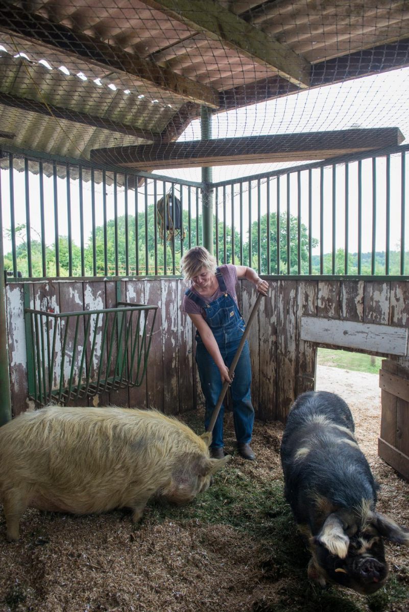 kune kune-varkens