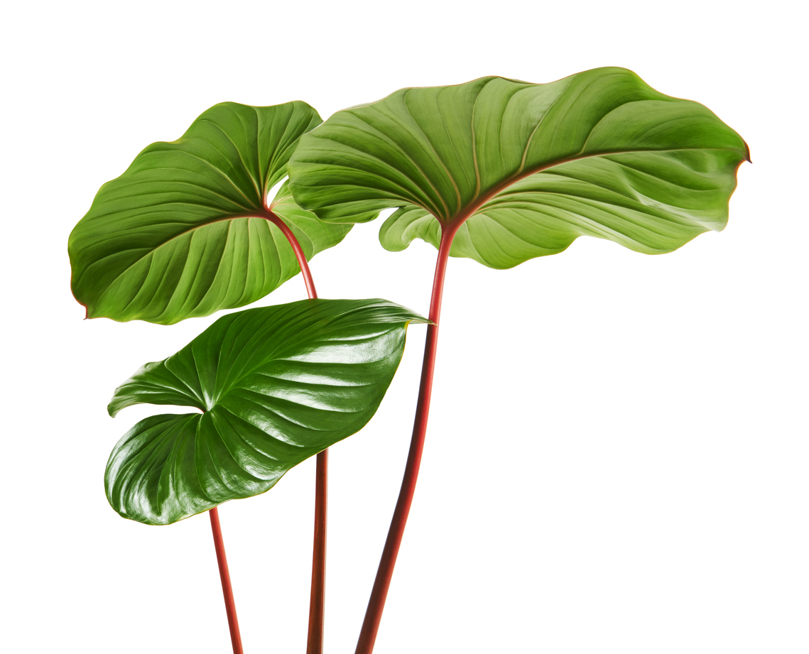 Homalomena