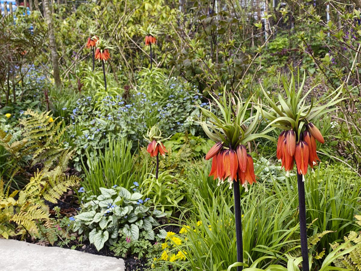 Fritillaria