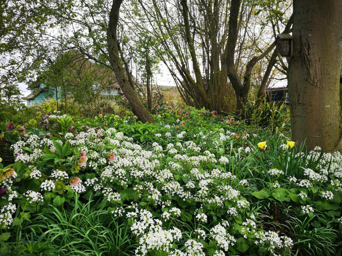 Kaukasische look-zonder-look