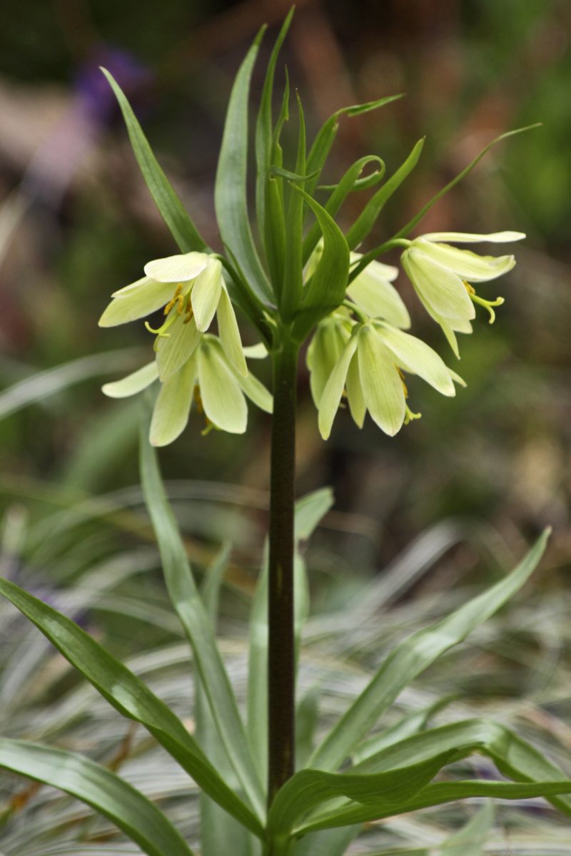 Fritillaria
