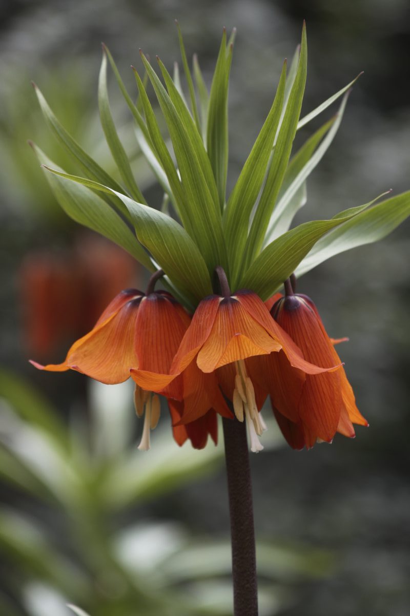 Fritillaria imperialis