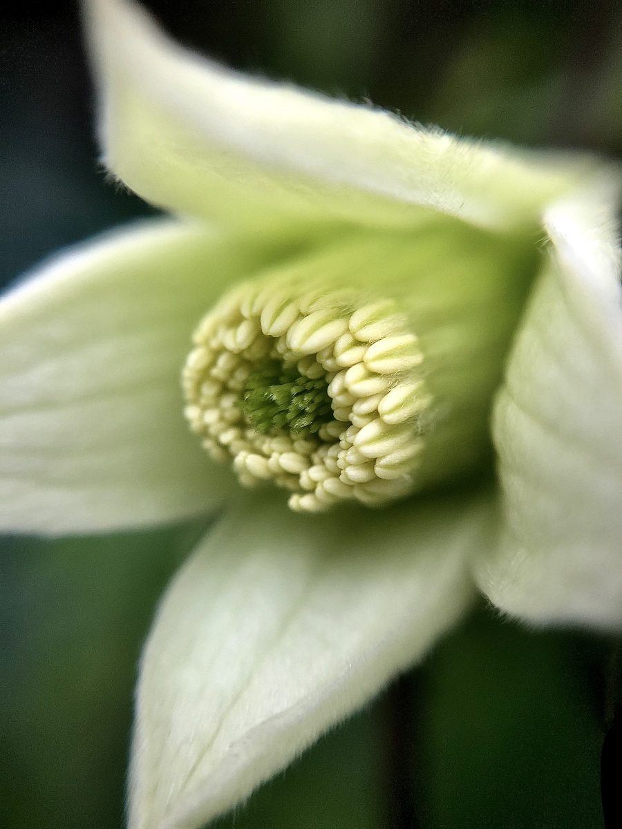 clematis winter beauty