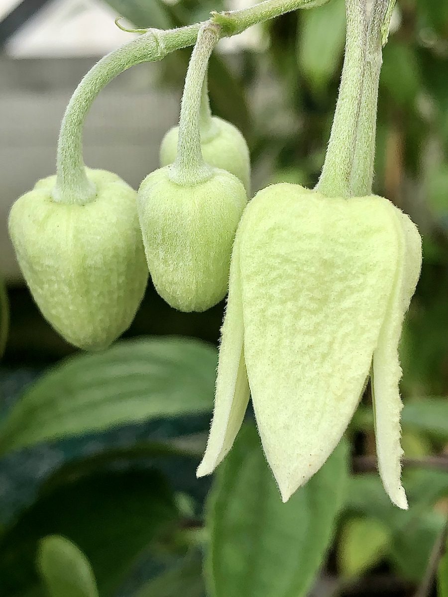 clematis winter beauty