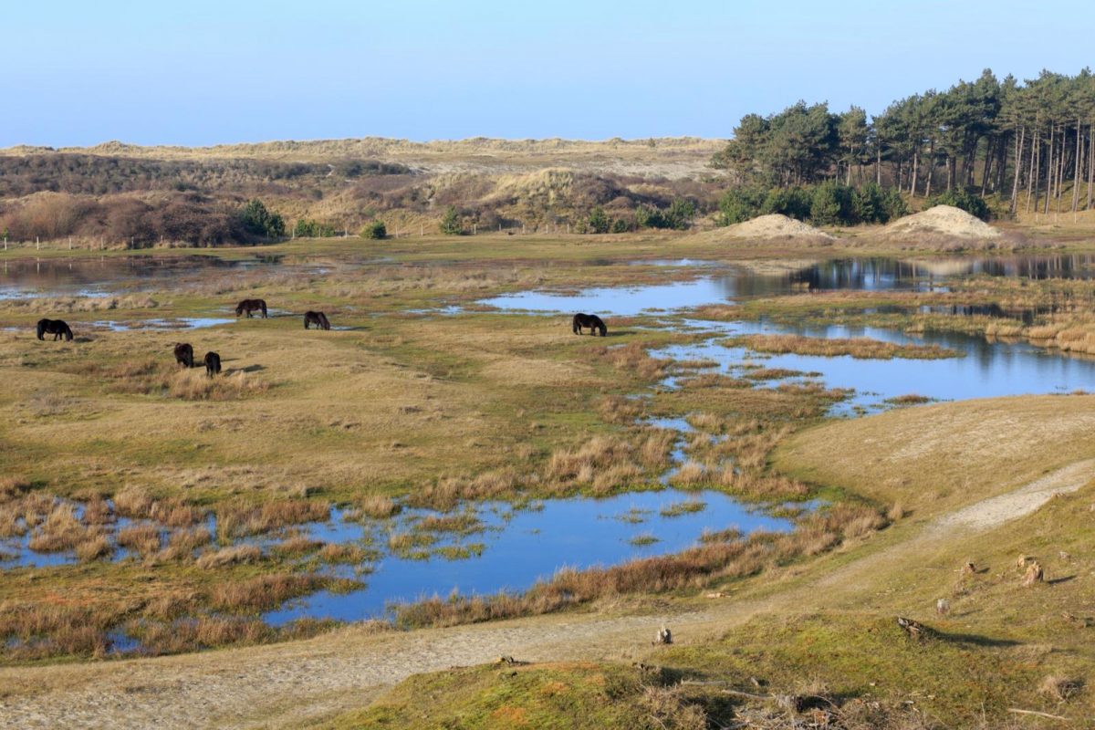 oranjezon