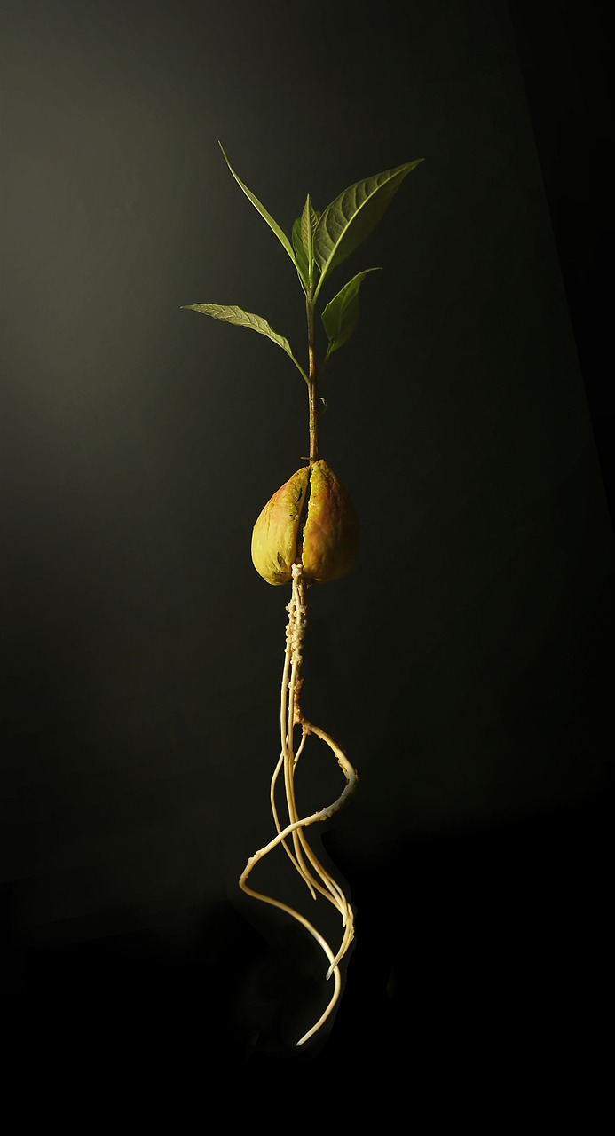 avocadoplant