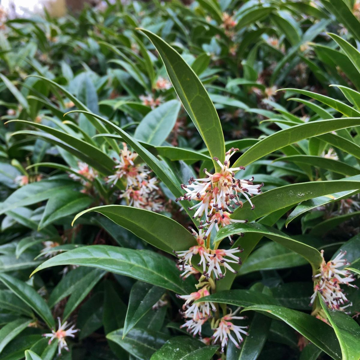 vleesbes Sarcococca
