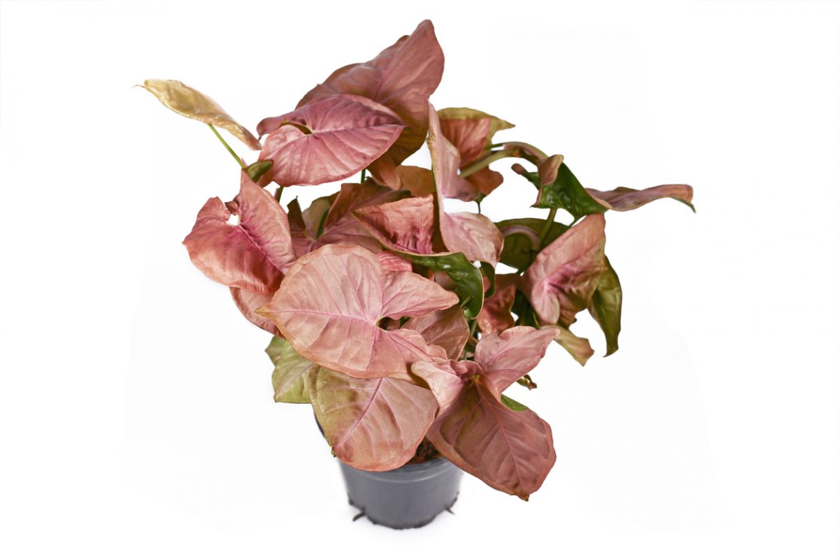 Syngonium neon robusta