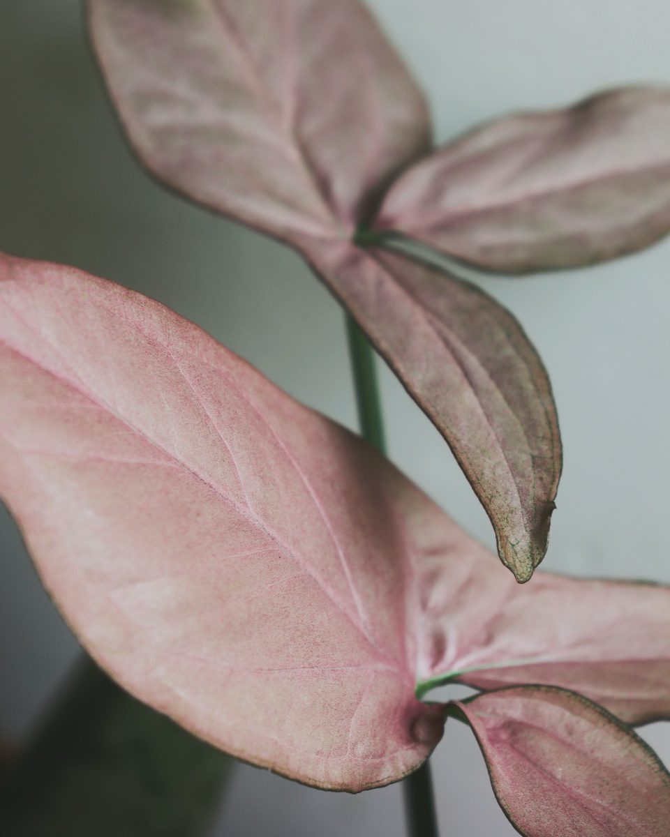 Syngonium
