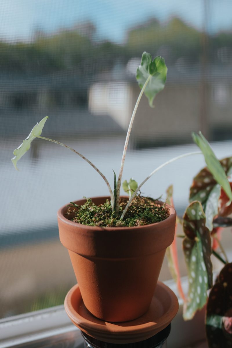 Alocasia Zebrina