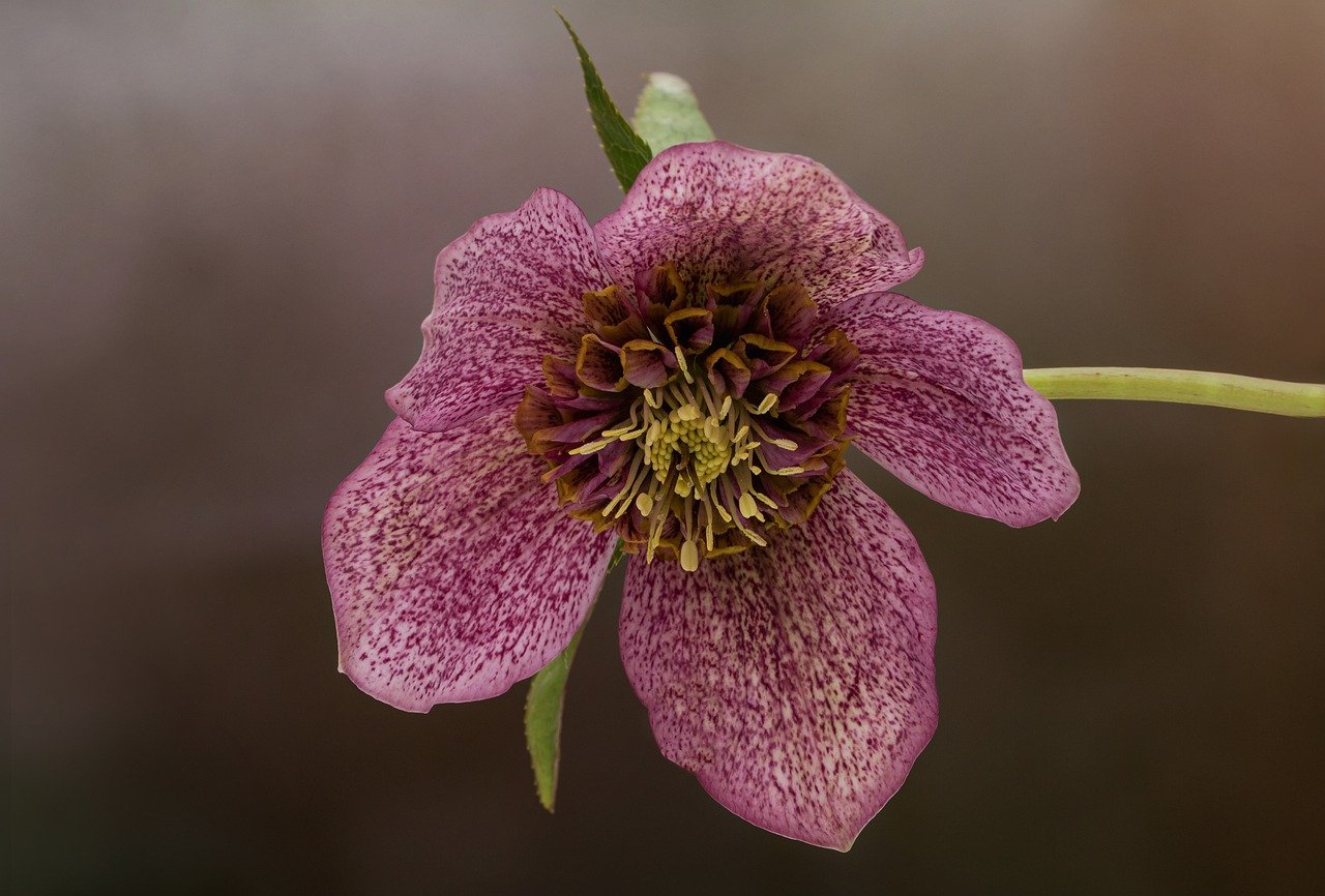 Helleborusdagen
