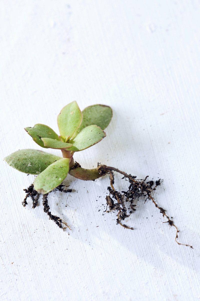 vetplant stekken