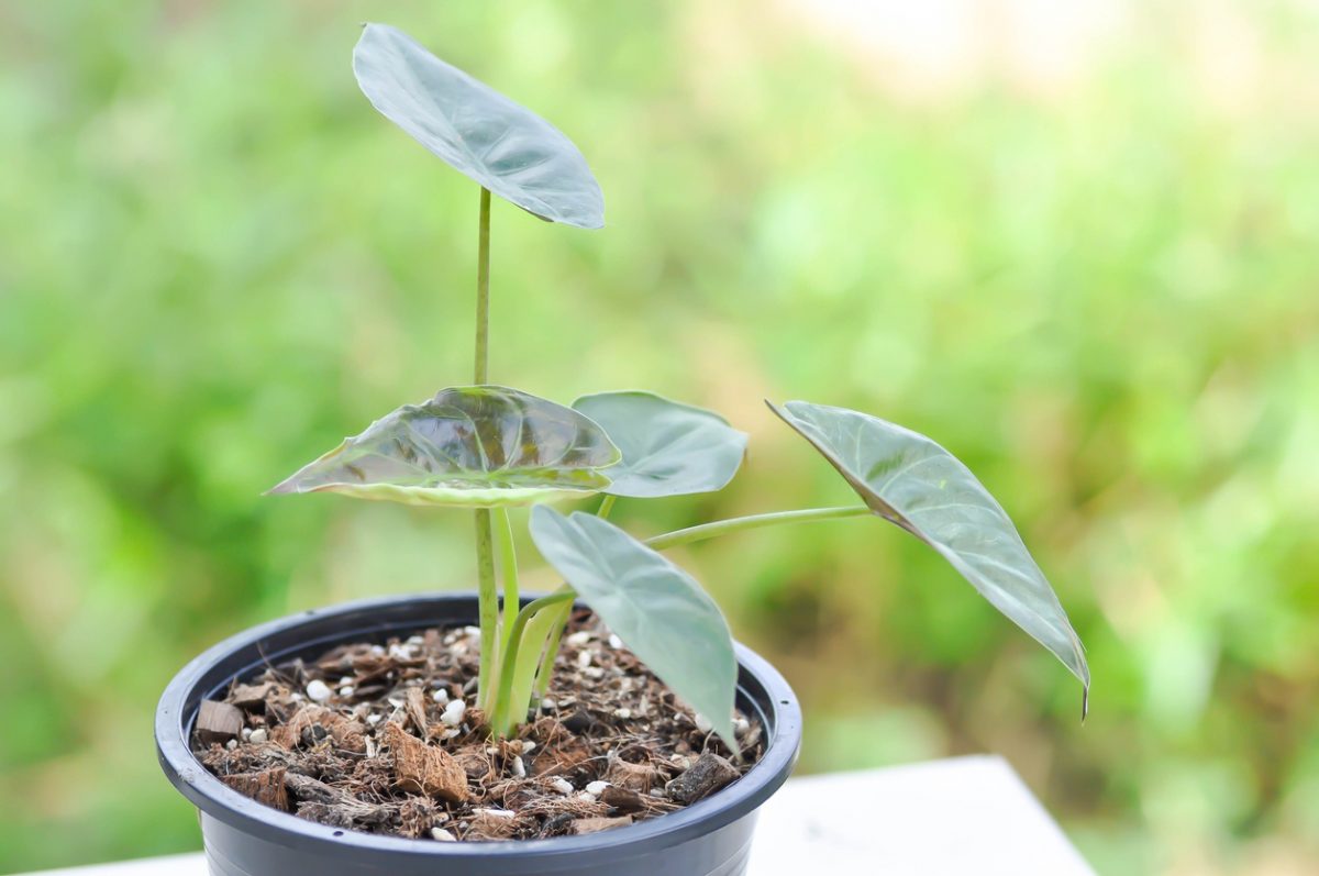 Alocasia Wentii