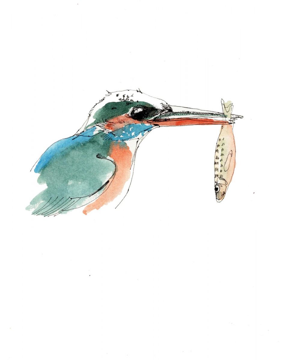 ijsvogel