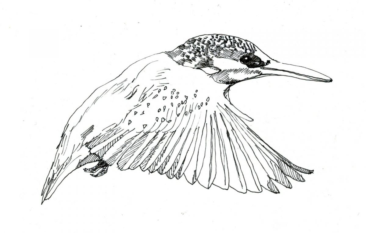 ijsvogel