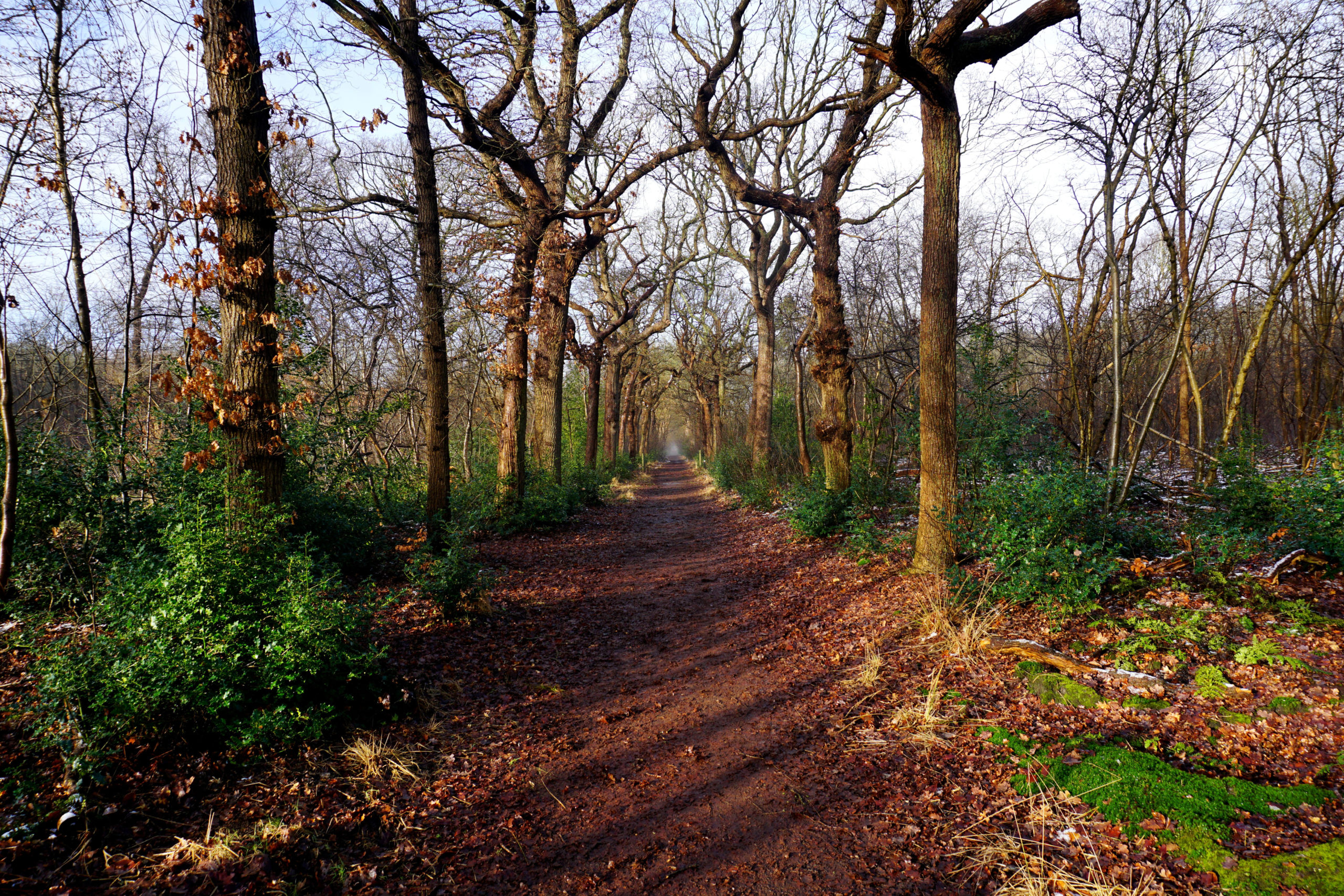 Alsof bos en heide al niet mooi genoeg zijn, is er tijdens een landgoedwandeling nog meer om naar te kijken: schitterende buitenplaatsen en hun tuinen.