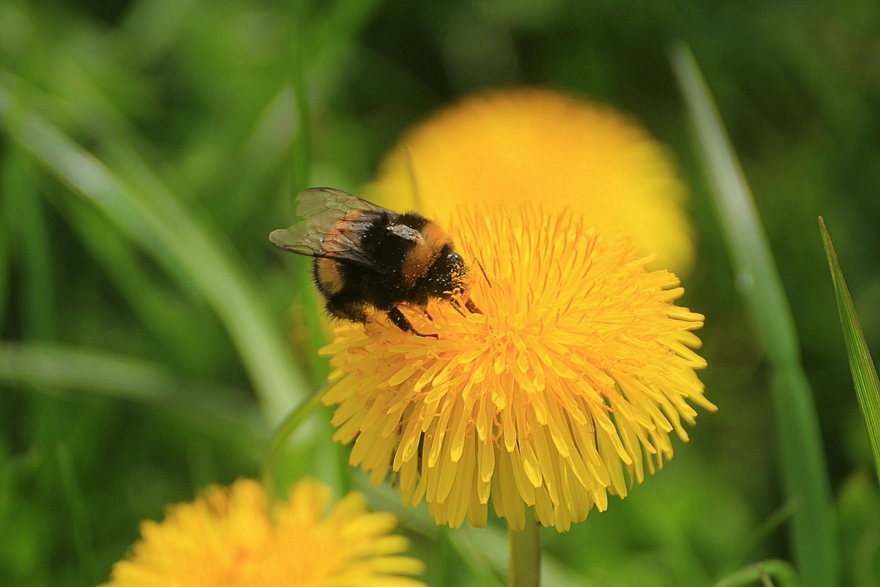 paardenbloem