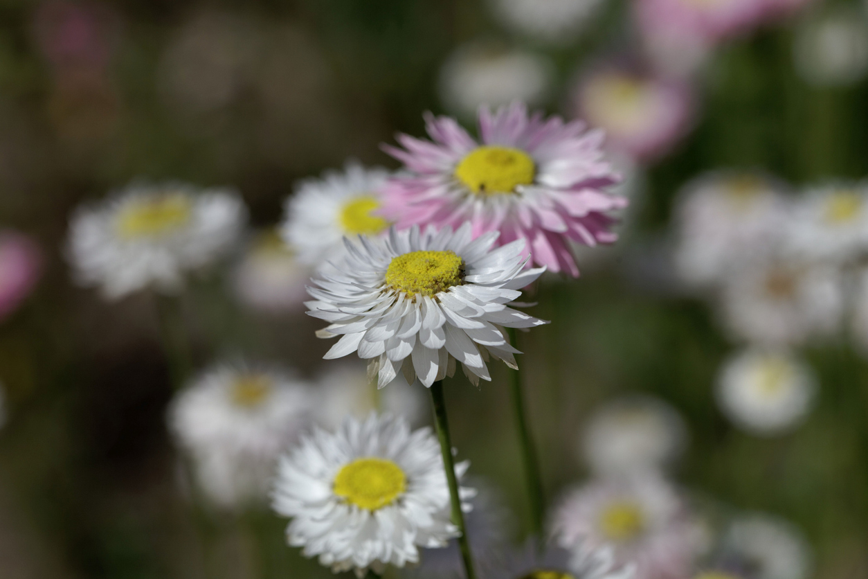 papierbloem