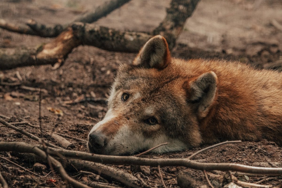 wolf