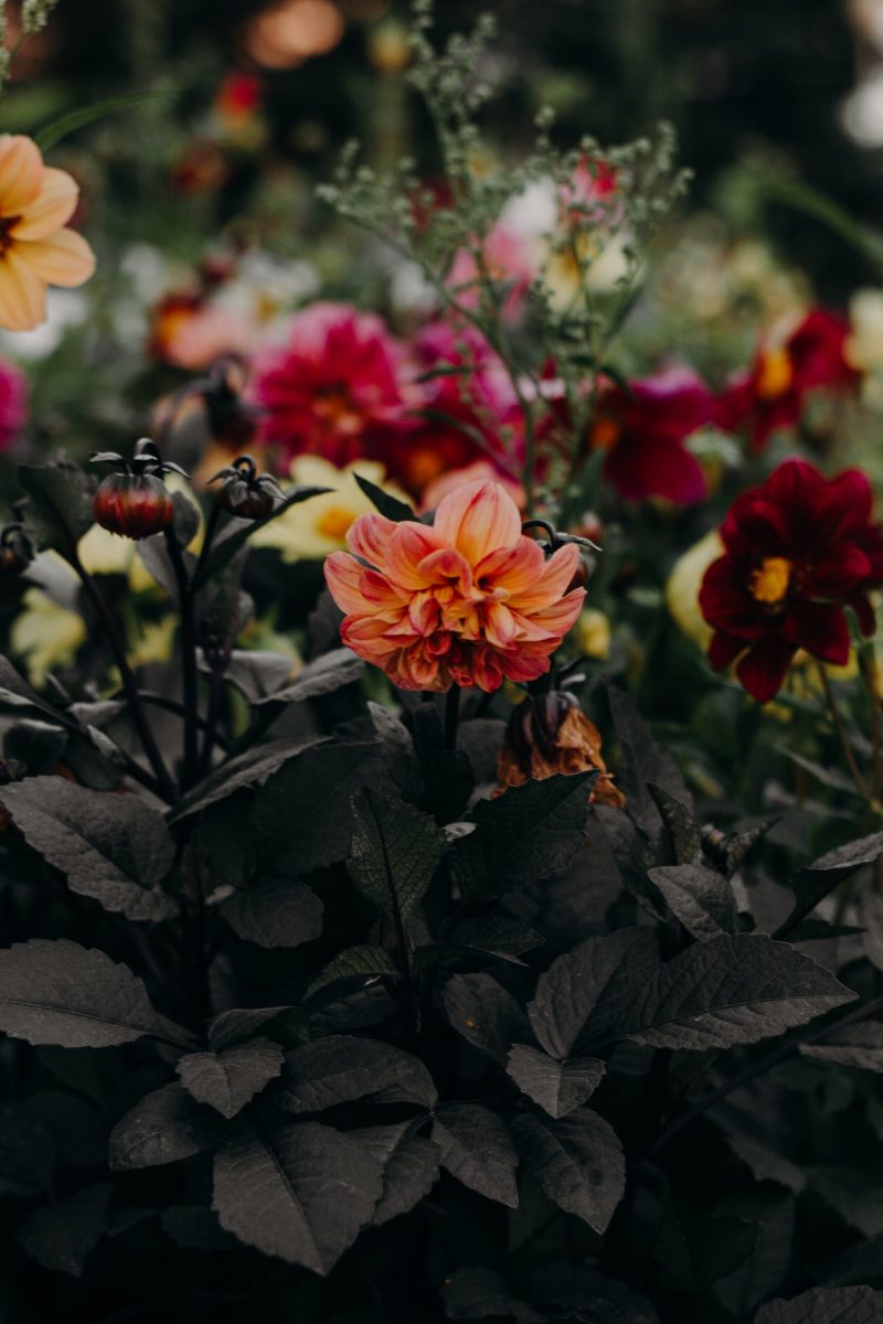 dahlia
