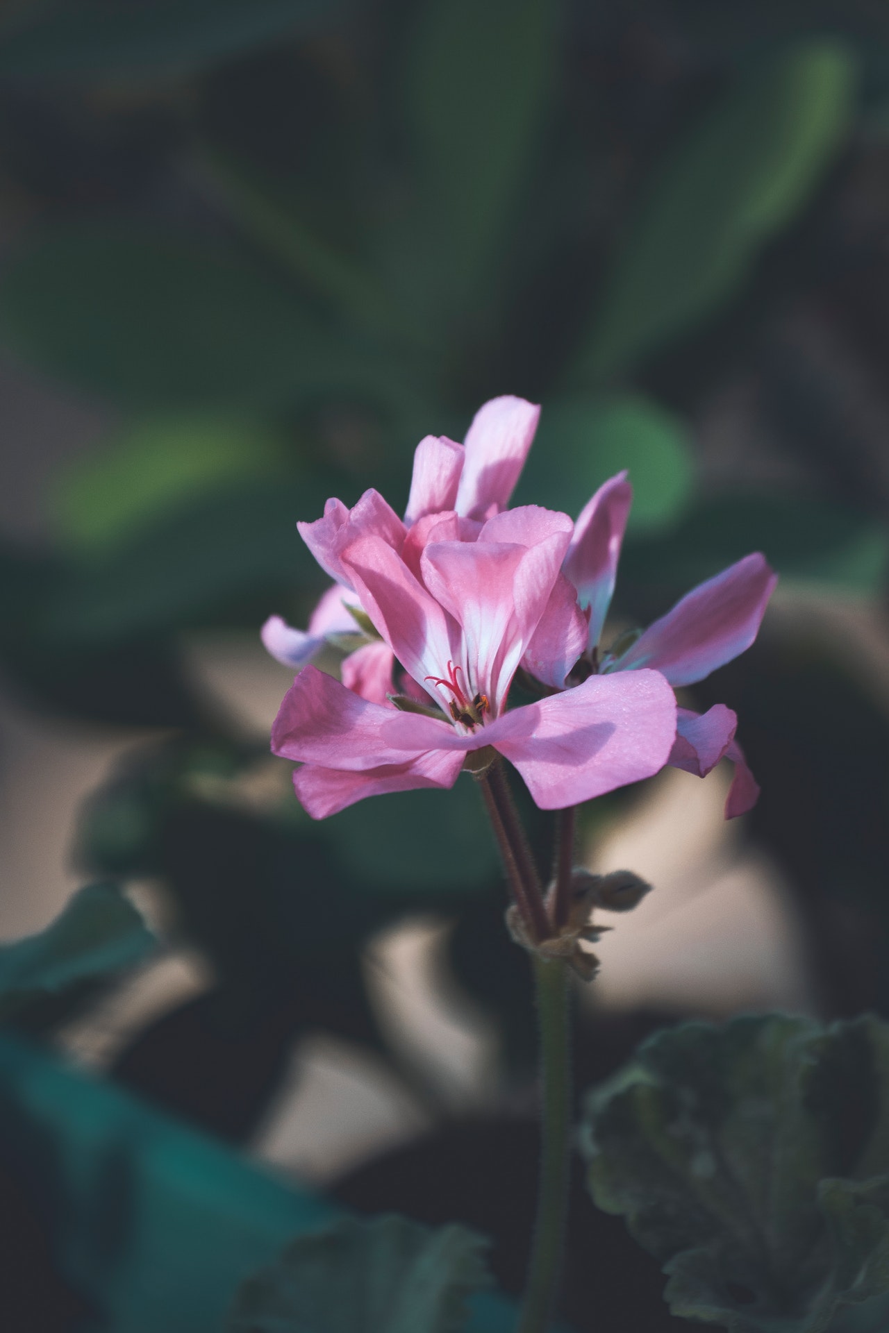 Pelargoniums