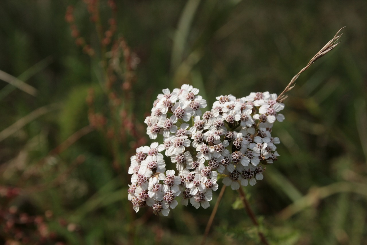 duizendblad