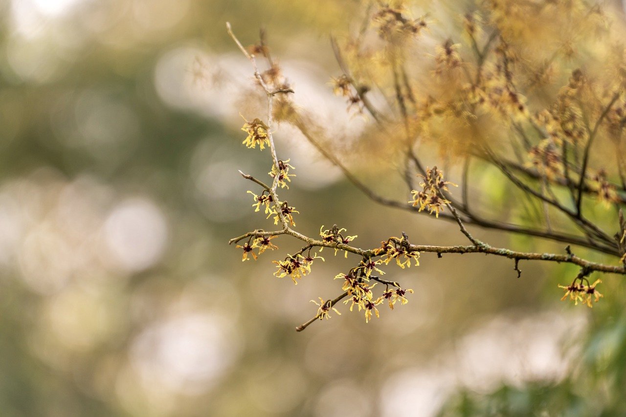 tuinklusjes voor maart