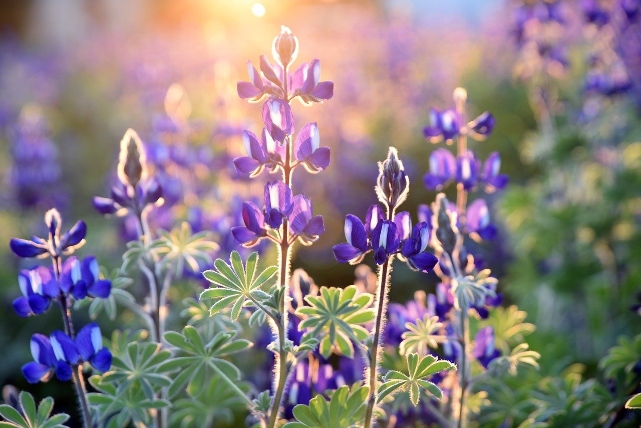 tips droge tuin