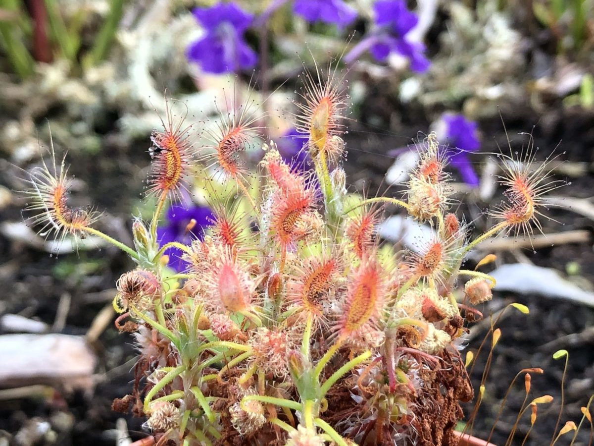 vleesetende planten