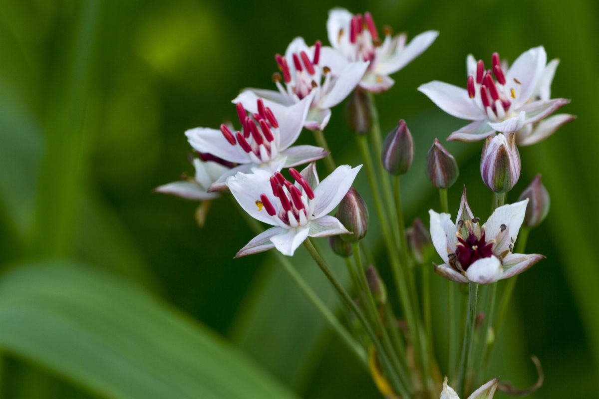 zwanenbloem