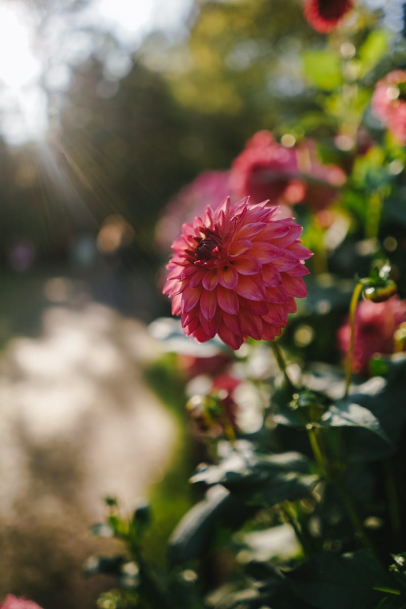 tips voor een zonnige tuin