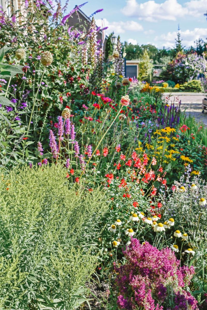 Salvia