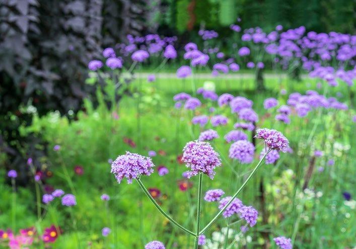 slakken planten