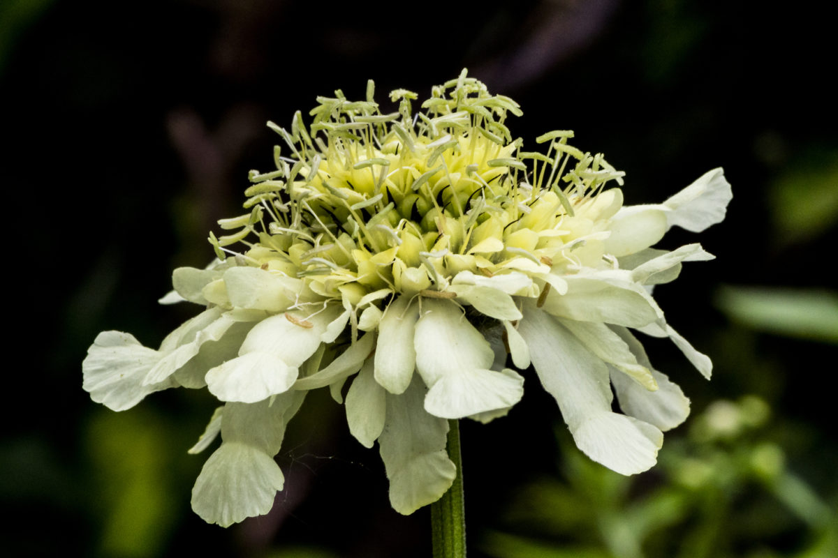 reuzenscabiosa