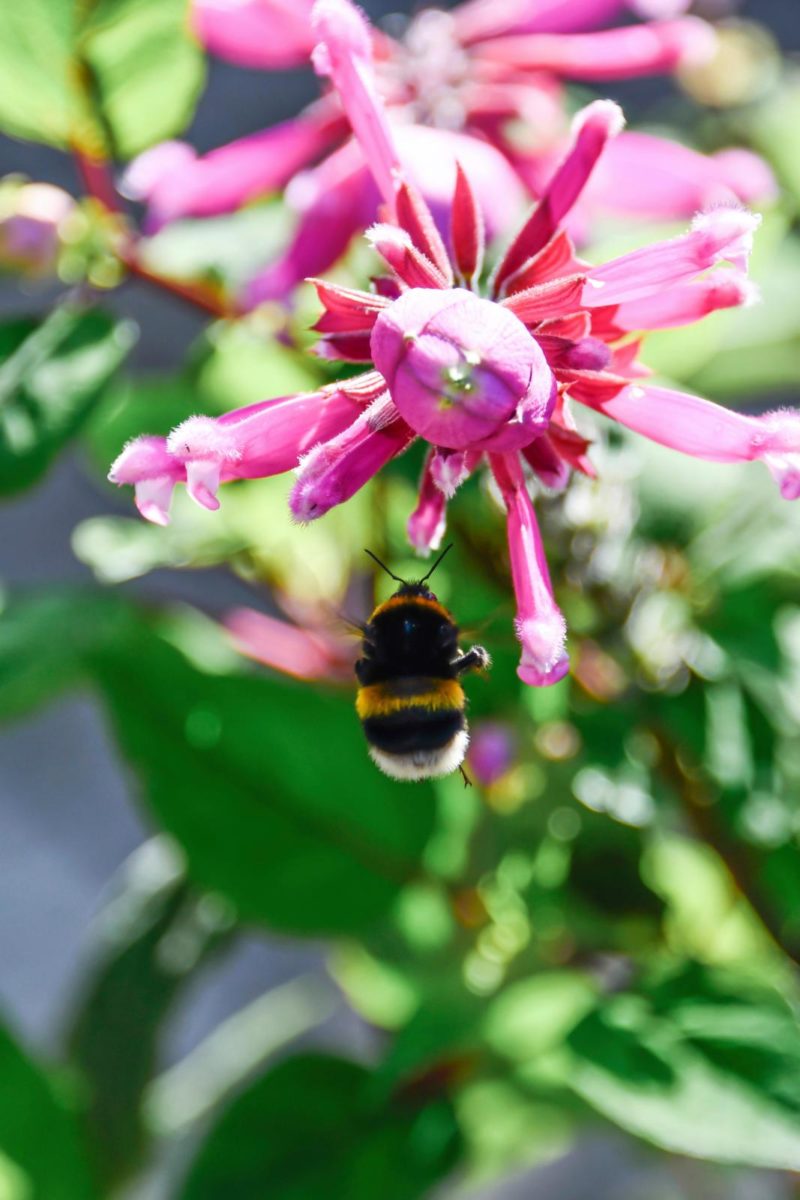 salvia